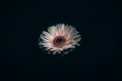 The white and pink flowers on a black background
